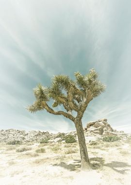 California Joshua Tree