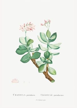 Crassula Portulacea