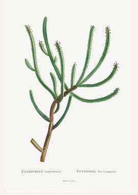 Euphorbia Canariensis