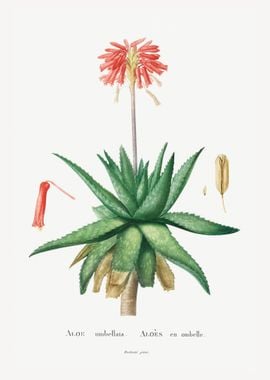 Aloe Umbellata