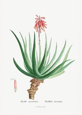 Aloe Socotrina