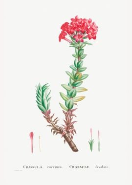 Crassula Coccinea