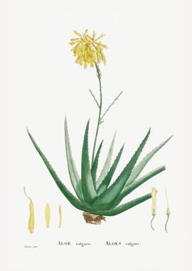 Aloe Vera