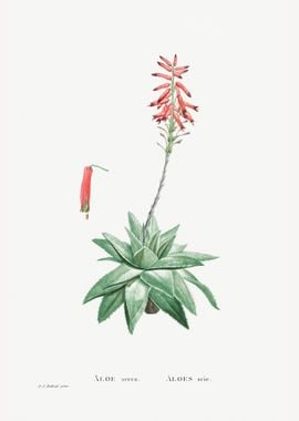 Aloe Serra