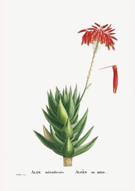 Aloe Mitroeformis