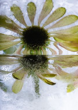 Colorful echinacea 2