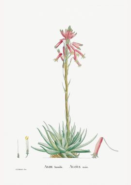 Aloe Humilis