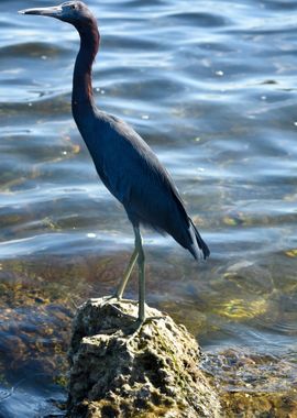 Little Blue Heron