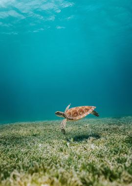 Sea Turtle underwater 