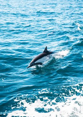 Dolphin Fish swimming sea