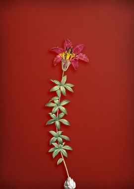 Wood Lily on Red