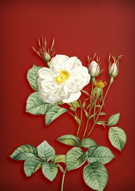 White Rose of York on Red