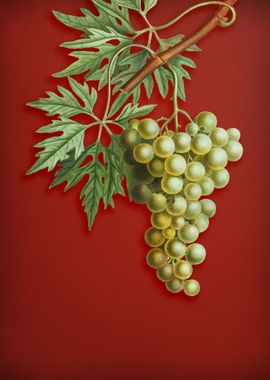 Vintage Grape Vine on Red