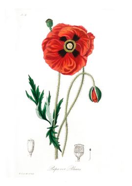 Common poppy Papaver