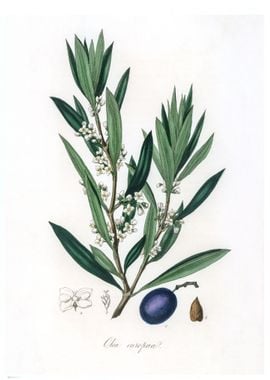 Olive Olea europaea