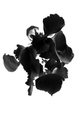 Black rose