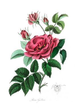 French rose Rosa gallica