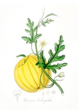 Bitter apple Cucumis 