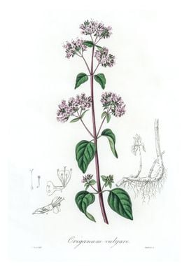 Oregano Origanum vulgare