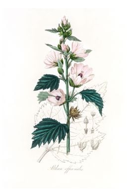 Common marshmallow Althea 