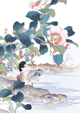 Ducks And Camellia Flowers