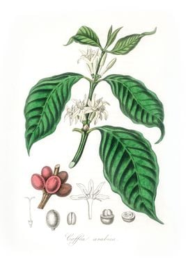 Coffea arabica