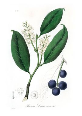 Cherry laurel Prunus 