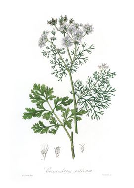 Coriander Coriandrum 