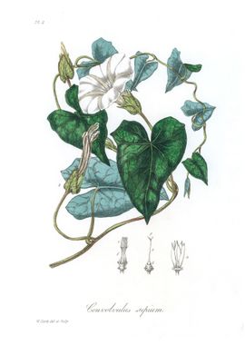 Bindweed Convolvulus