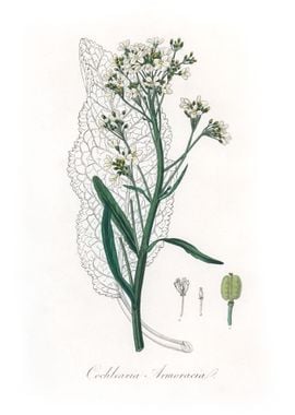 Horseradish Cochlearia