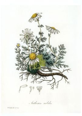 Chamomile Anthemis nobilis