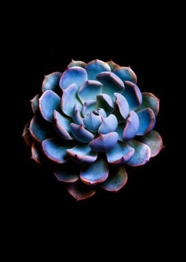 Echeveria in black