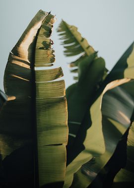 banana tree sunset