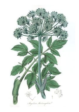 Angelica archangelica