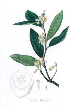 Citron Citrus medica