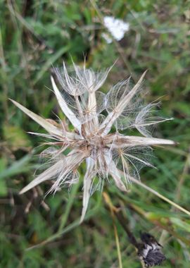 Dried wildflower