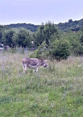 Donkey on the field