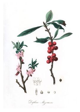 Daphne mezereum