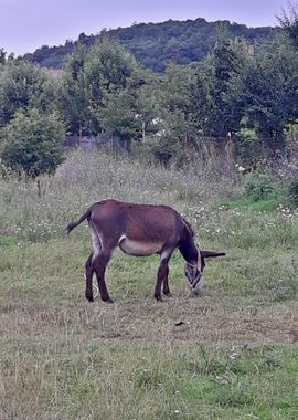 Donkey pasture