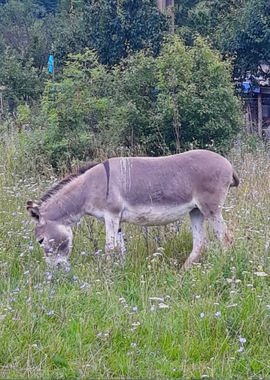 Donkey pasture