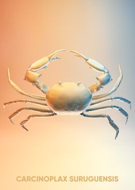 sea ocean crab