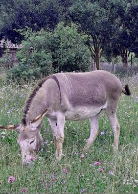 Cocoa donkey