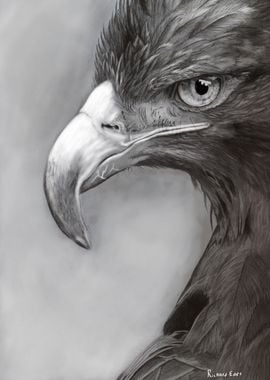 Eagle portrait