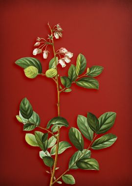 Vintage Botanical on Red