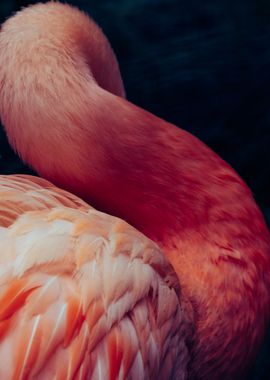 Pink Flamingo Portrait