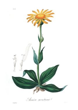 Mountain arnica Arnica