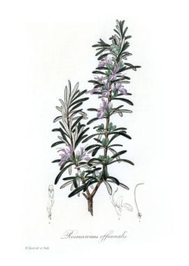 Rosemary Rosmarinus