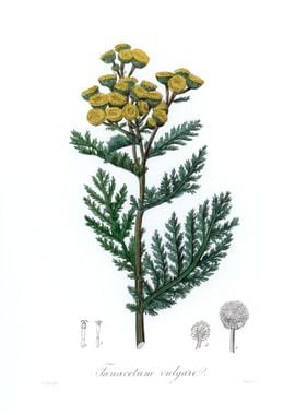 Tansy Tanacetum vulgare