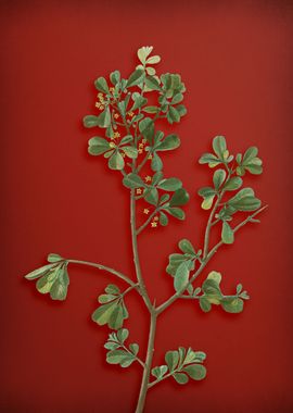 European Buckthorn on Red