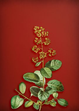 European Smoketree on Red